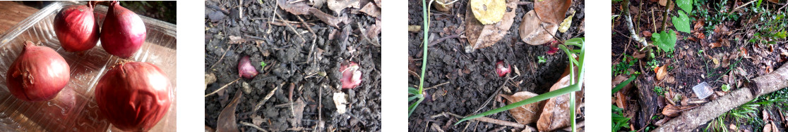 Images of onions planted in tropical backyard