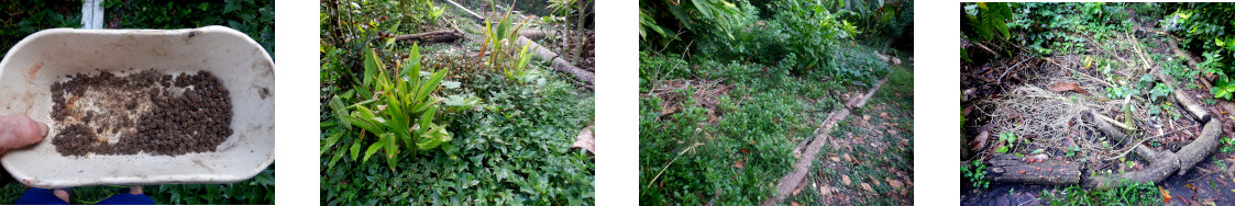 Images of
            papaya seeds broadcast in tropical backyard