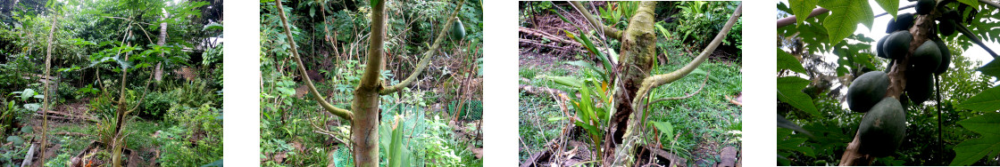 Images of damaged papaya tree fruiting in tropical
        backyard