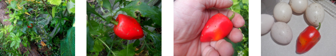 Images of paprika harvested in tropical backyard