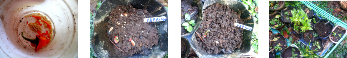 Images of
            paprika seeds potted in tropical backyard