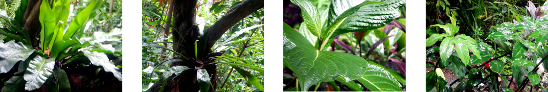 Images of rain in tropical backyard