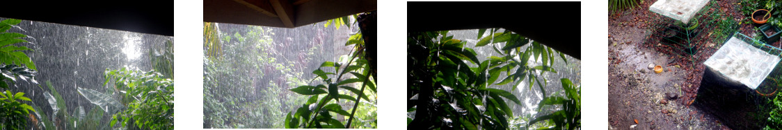 Images of rain in tropical backyard