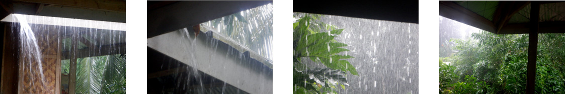 Images of rain in tropical backyard