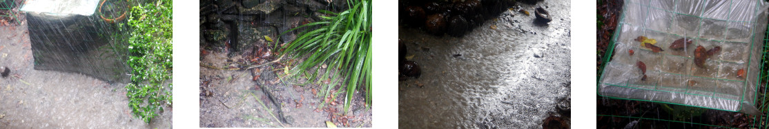 Images of rain in tropical backyard