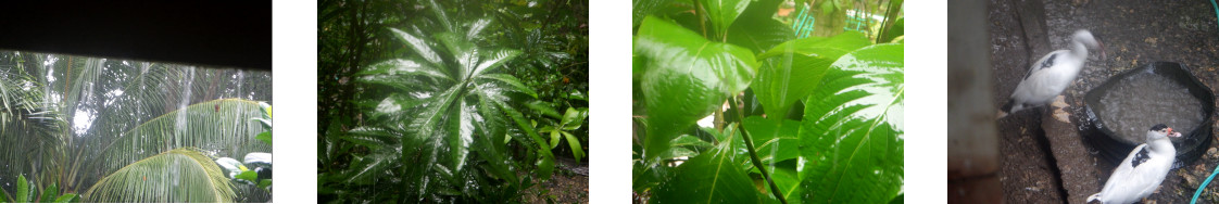 Images of rain in tropical backyard