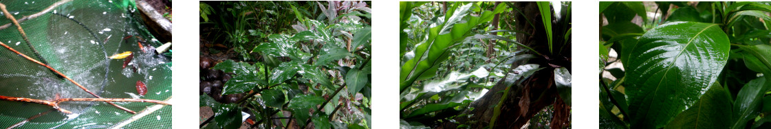 Images of rain in tropical backyard