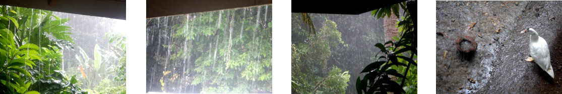 Images of rain in tropical backyard