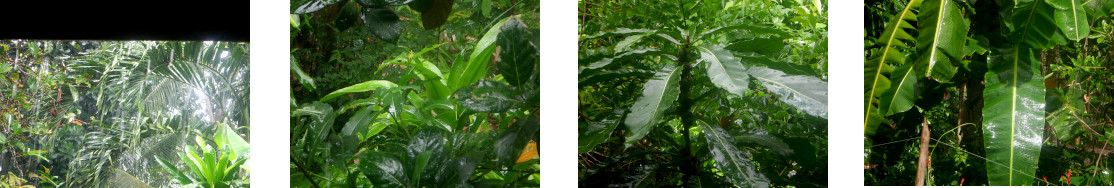 Images of rain in tropical backyard