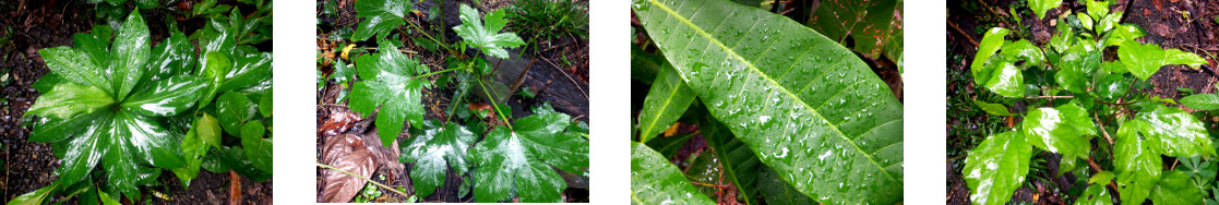 Images of rain in tropical
            backyard