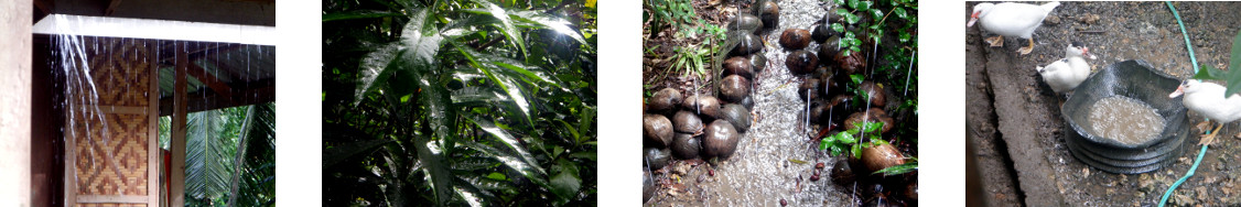 Images of rain in tropical backyard