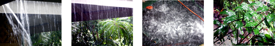 Images of rain in tropical backyard