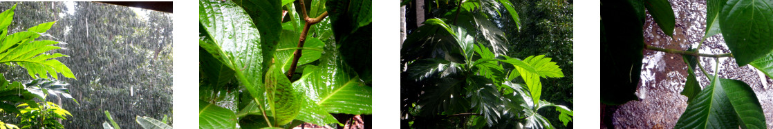 Images of rain in tropical backyard