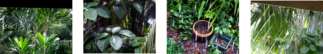 Images of rain in tropical backyard