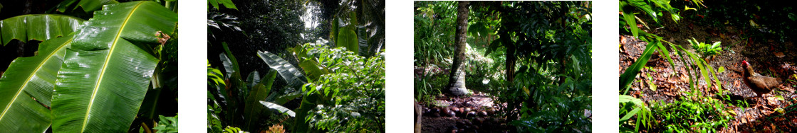 Images of sun after rain in tropical backyard