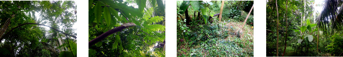 Images of trimming and composting in
        tropical backyard