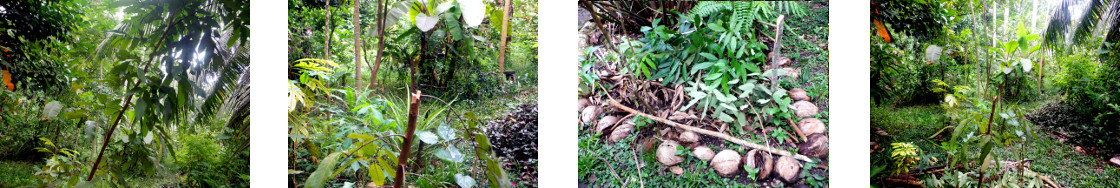 Images of trimming and composting in tropical backyard