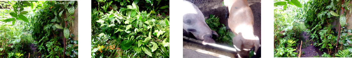 Images of trimming and feeding in
        tropical backyard