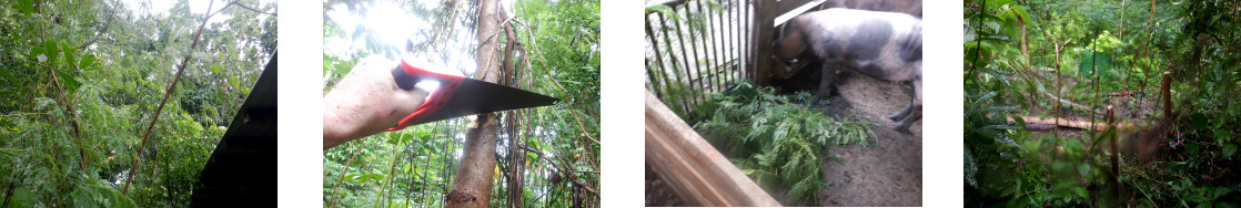 Images of trimming and feeding to pigs in tropical
        backyard