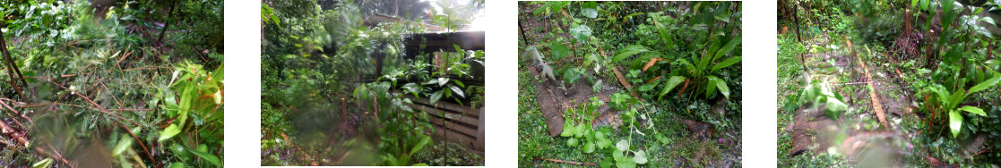 Images of
        trimming and composting in tropical bhackyard
