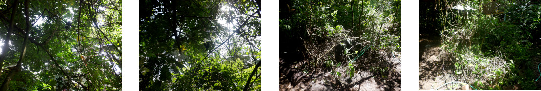 Images of trees trimmed in tropical backiyard