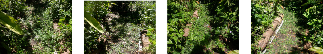 Images of
            trimmed pathways in tropical backyard