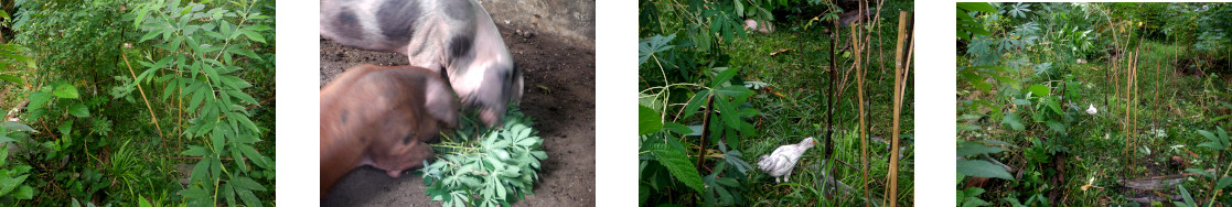 Images of feeding trimmings from tropical garden to pigs