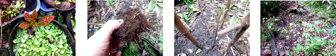 Images of avocado seedling planted in tropical
            backyard