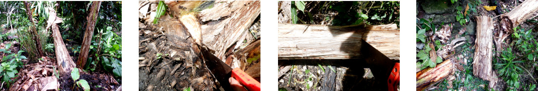 Images of fallen banana tree being
        processed in tropical backyard