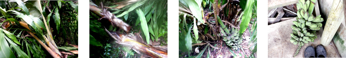 Images of bananas being retrieved from fallen tree in
        tropical backyard