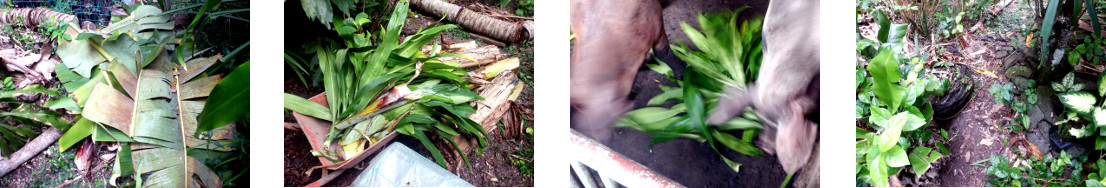 Images of clearing up fallen banana tree in tropical
        backyard