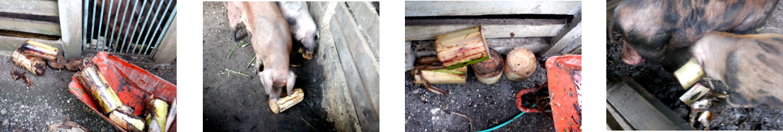 Images of fallen banana tree being fed
        to tropical backyard pigs