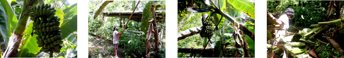 Images of tropical backyard banana
        tree being harvested