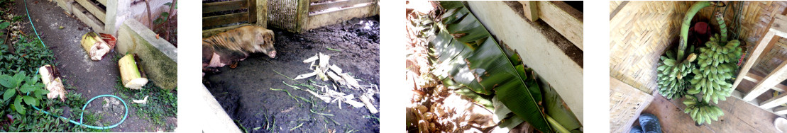 Images of harvested tropical backyard banana tree parts