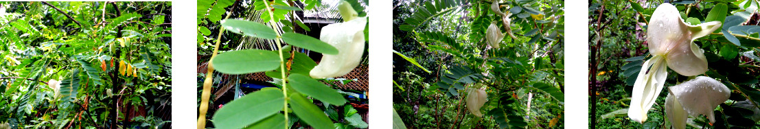 Images of katurai tree blooming in
        tropical backyard
