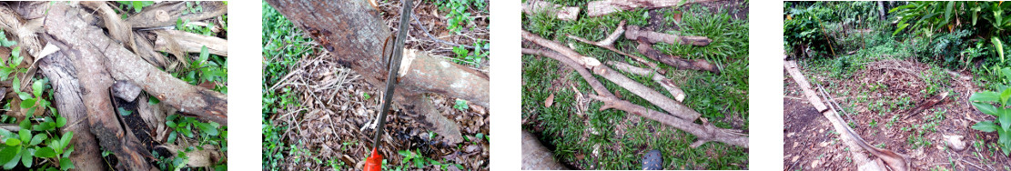 Images of border Logs collected from
        tropical backyard after tree felling