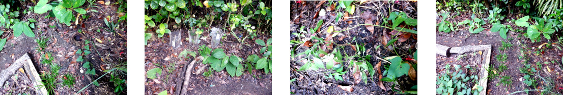 Images of small improvement to
            tropical backyard garden border