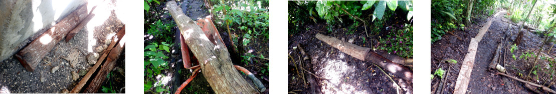 Images of tidy path and border in tropical backyard