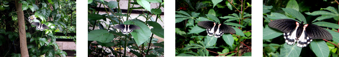 Images of butterfly in tropical
        backyard