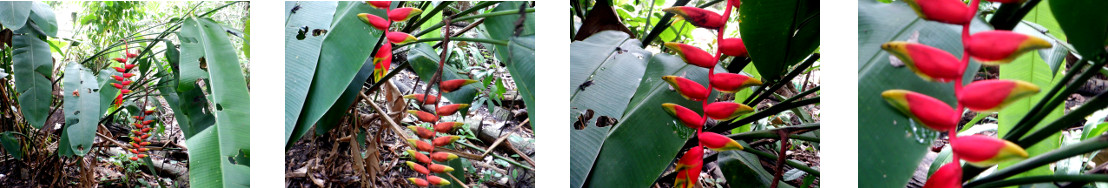 Images of Crabsclaw blooming in
        tropical backyard garden