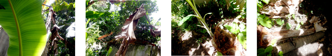 Images of dead banana tree cut down
        for composting in tropical backyard