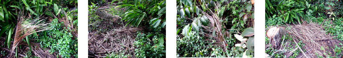 Images of fallen debris cleared in
        tropical backyard