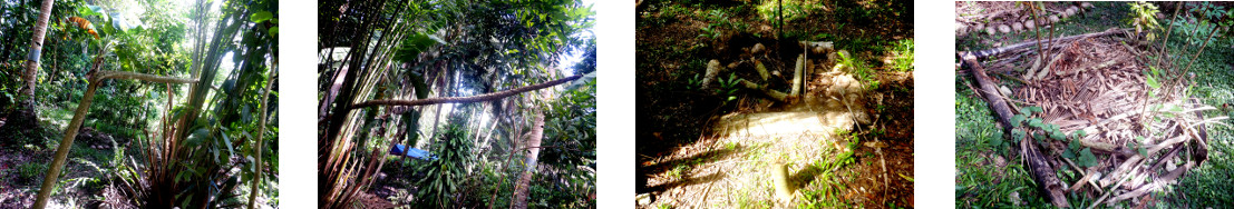 Images of fallen papaya tree cut and
        composted in tropical backyard