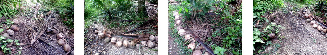 Images of fallen debris cleared from tropical backyard