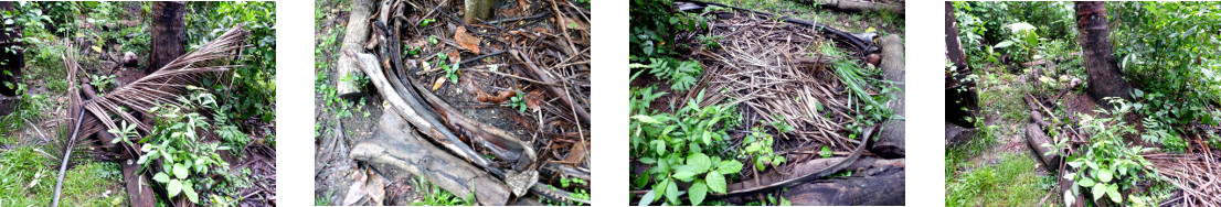 Images of fallen debris in tropical
        backyard cleared up