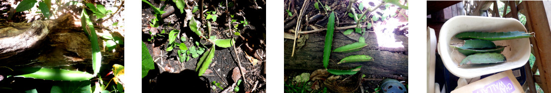 Images of dragonfruit cuttings
        prepared for planting in tropical backyard