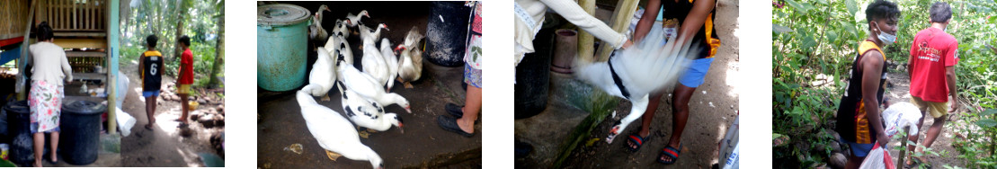 Images of people buying tropical
        backyard ducks