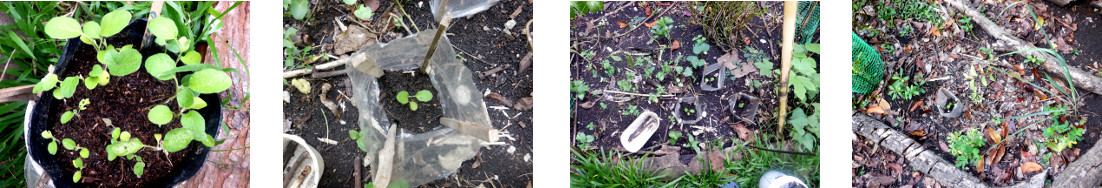 Images of eggplant seedlings planted
        in tropical backyard