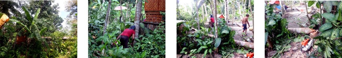 Images of tree felling in tropical backyard