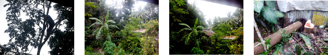 Images of tree felling in tropical backyard